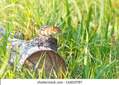 Chipmunk on log
