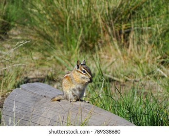 Chipmunk on a log