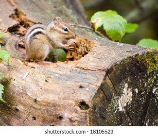 A Chipmunk On A Log Eating An Acorn.