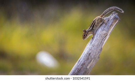 Chipmunk on an old tree