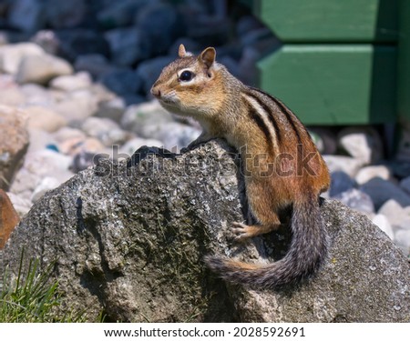 A Chipmunk on a Rock
