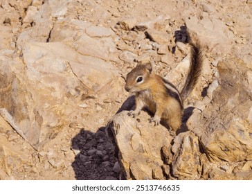 Chipmunk on a rocky mountain peak - Powered by Shutterstock