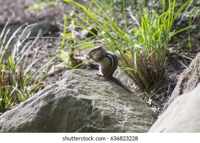 Chipmunk on a stone