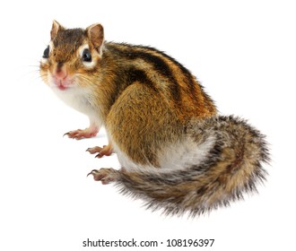 Chipmunk On White Background