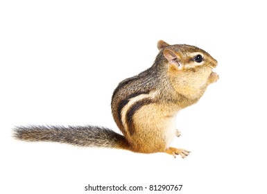 Chipmunk On A White Background