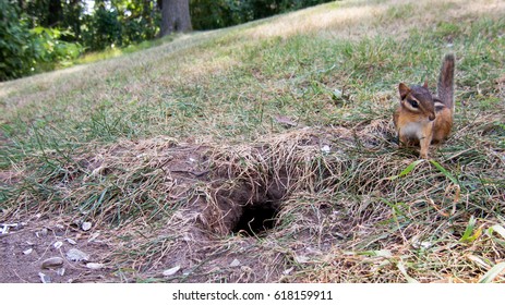 Chipmunk Outside Its Hole In The Ground.