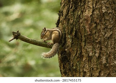 Chipmunk parched on a slender branch