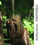 A chipmunk pausing for the perfect pose foraging the forest