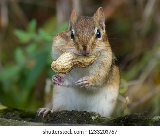 A Chipmunk with a Peanut 