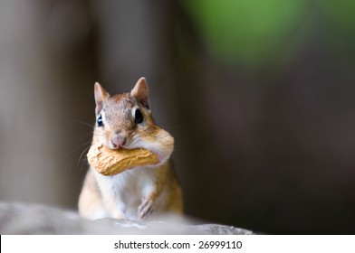 Chipmunk With Peanut In His Cheeks