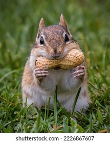 A Chipmunk with a Peanut in It's Mouth - Shutterstock ID 2226867607