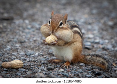 Chipmunk With Peanuts In Cheeks