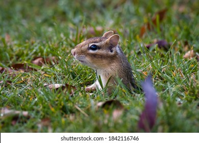 A Chipmunk Peeking Out Of It's Burrow