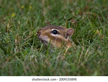 A Chipmunk Peeking Out Of It's Burrow