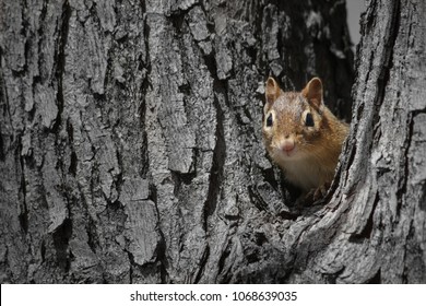 Chipmunk Peeking Out Of Hole In A Tree