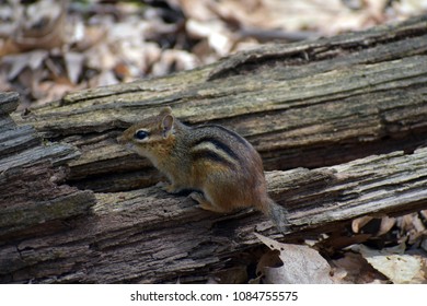 Chipmunk perched on a fallen tree