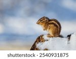 A chipmunk perched on a wooden surface, with a layer of snow dusting the top