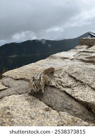 A chipmunk perches on rocky terrain with misty mountains in the background, creating a charming wildlife scene. The small creature adds life to the rugged landscape under a cloudy sky.