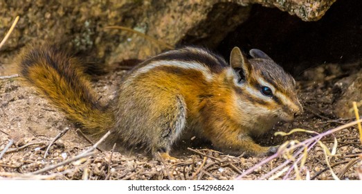 Chipmunk Playing Near Its Nest In Colorado