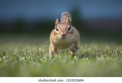 A Chipmunk Running 