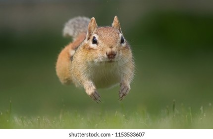 A Chipmunk Running 