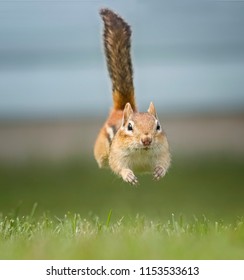 A Chipmunk Running 