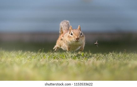 A Chipmunk Running 