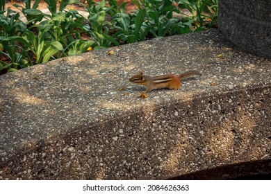 Chipmunk Running Along A Wall