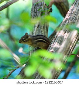 Chipmunk Running Around In Bushes