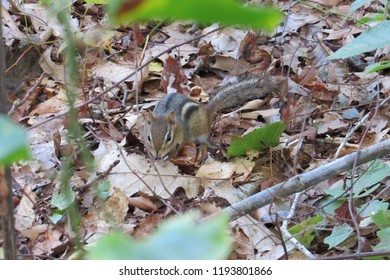 Chipmunk Running Around Leaves