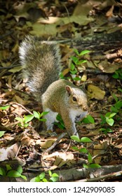 Chipmunk Running Free In The Park