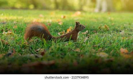 Chipmunk Running On The Grass