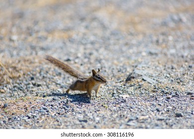 Chipmunk Running On Gravel