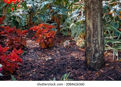 Chipmunk Running Through A Garden