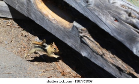 Chipmunk Running Under A Bench