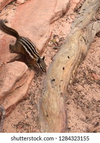 Chipmunk Running In Zion