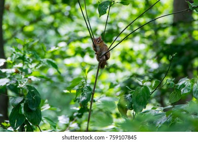 A Chipmunk Seeks Safety In A Plant