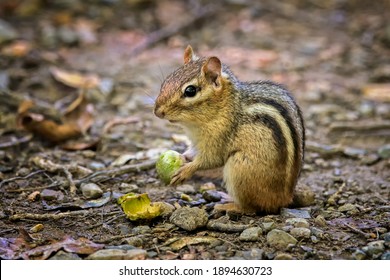 Chipmunk Shelling And Eating An Acorn Nut.