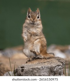 A Chipmunk Sitting in a Funny Position