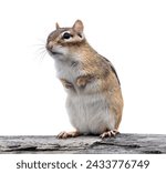 A Chipmunk Sitting on It