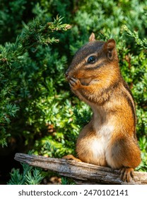 Chipmunk sitting on a log