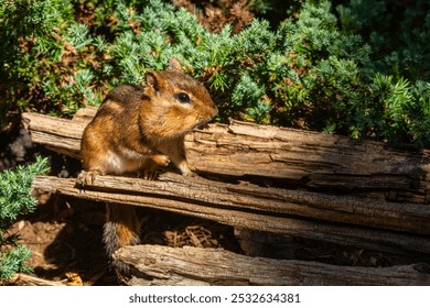 Chipmunk sitting on a log