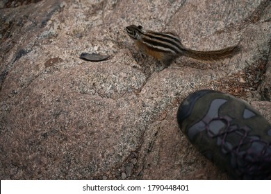 Chipmunk sitting on rock. Small animal beside human boot