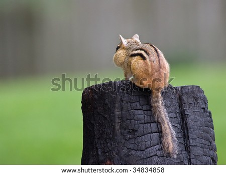 Chipmunk sitting on a stump