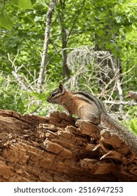 Chipmunk sitting on a tree
