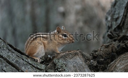 chipmunk sitting in a tree on the alert for food and preditors