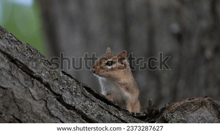 chipmunk sitting in a tree on the alert for food and preditors