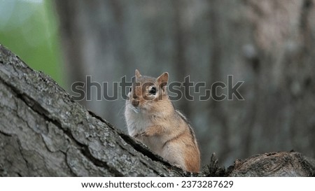 chipmunk sitting in a tree on the alert for food and preditors