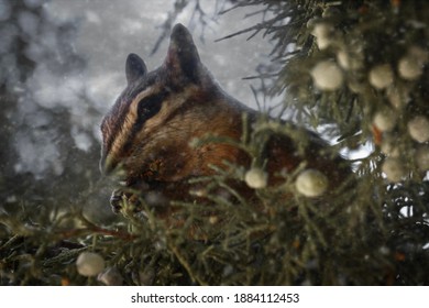 Chipmunk sitting in a tree while it is snowing￼