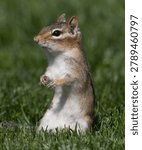 A Chipmunk Sitting Upright in the Grass